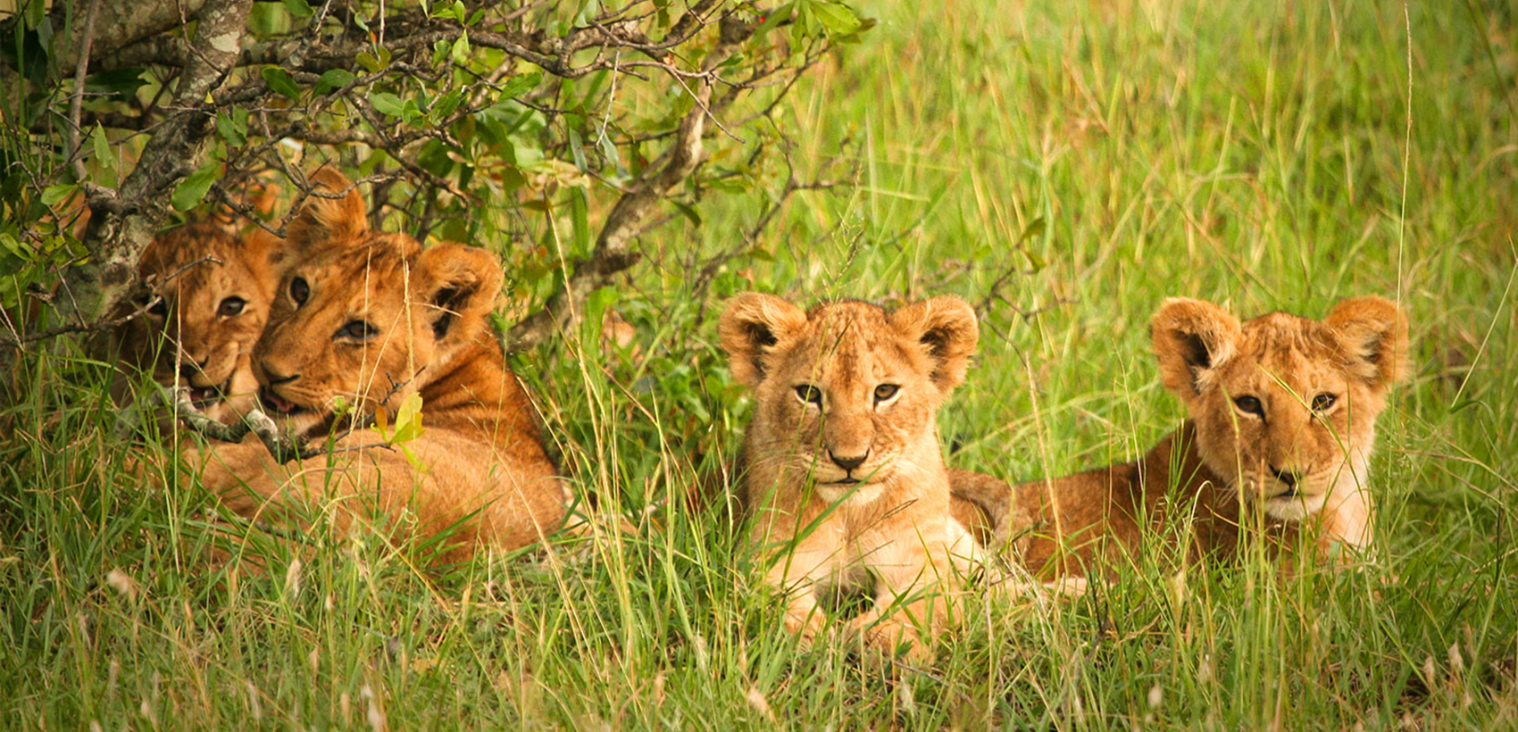 Quénia: Safari Quénia Clássico