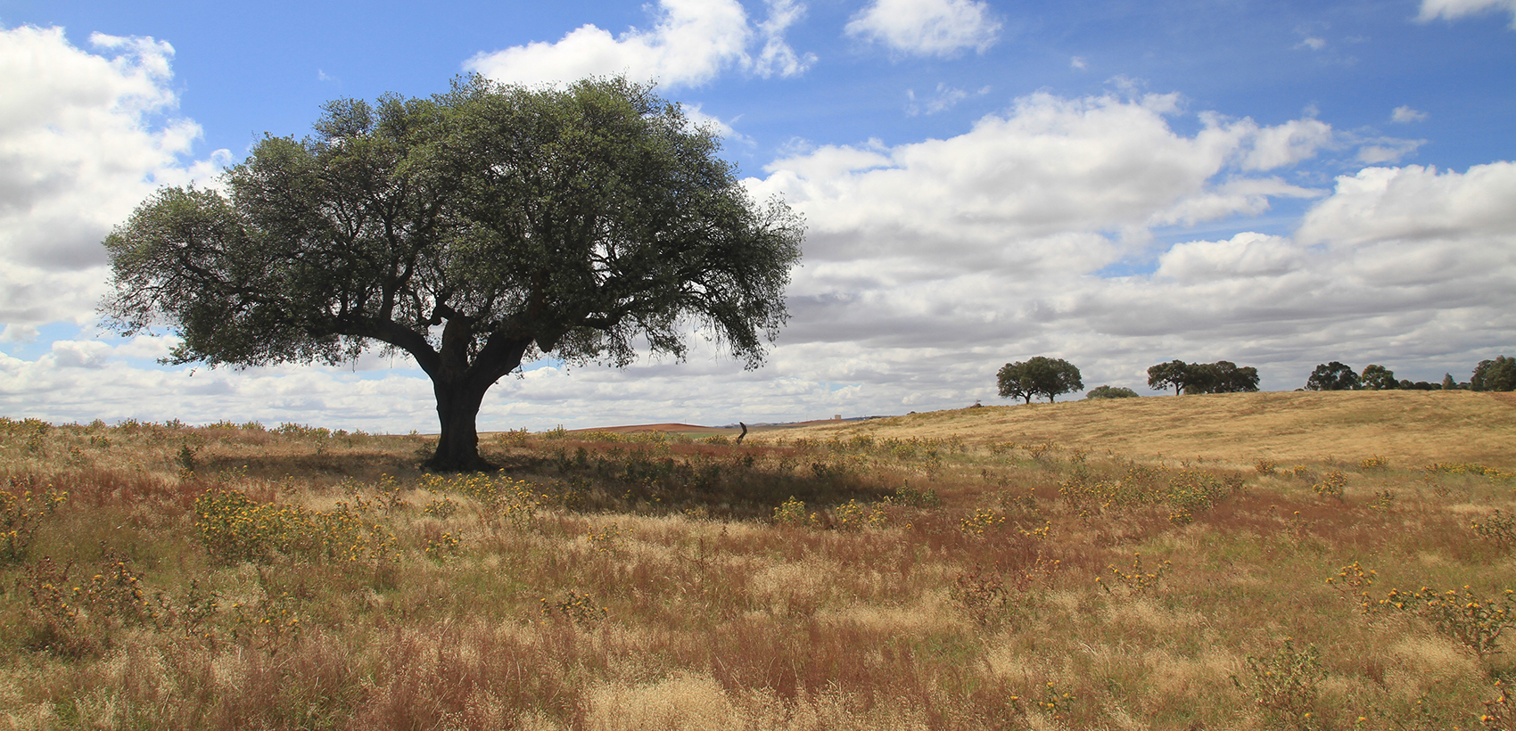 Alentejo - Galeria 4