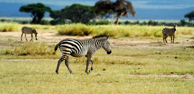 África